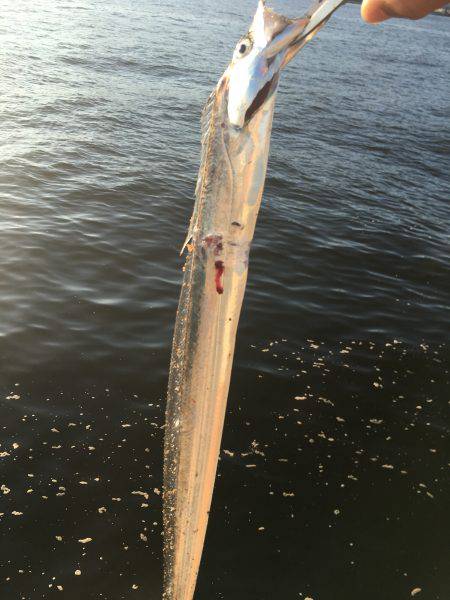 北公園ライトショアジギングでタチウオ