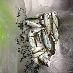 アジ釣れたー！