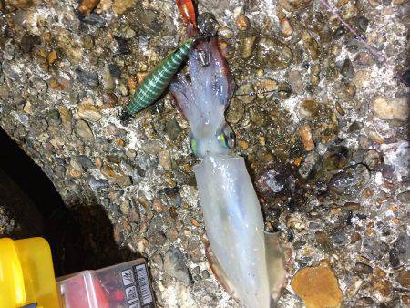 今シーズン初アオリ