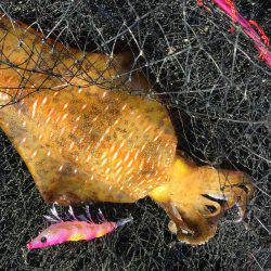 エギングに切り替え