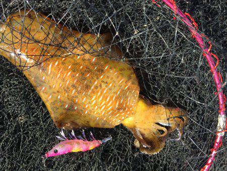 エギングに切り替え