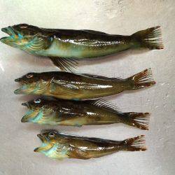 ツバス連敗中…