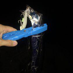 今年初タチウオ