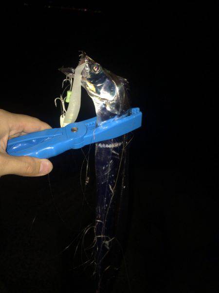 今年初タチウオ