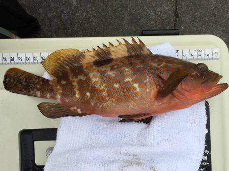 初ショアジギング&ジクサビキ