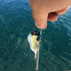 ランガン＆サビキ