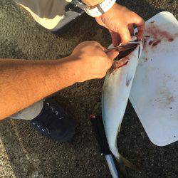 青物最高！【その他も】