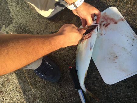 青物最高！【その他も】