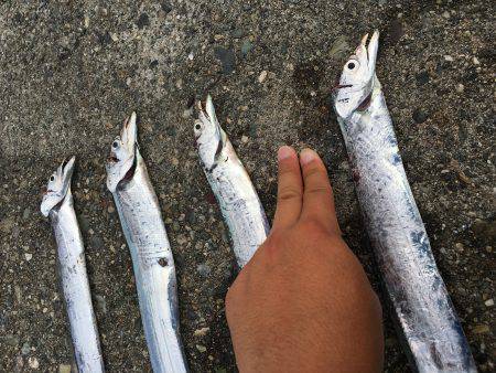 ナブラ神やっさ〜