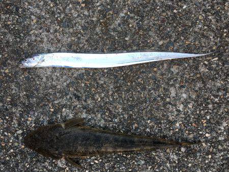 MJゼブラグロー神やっさ〜