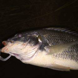 ミノーに来た！