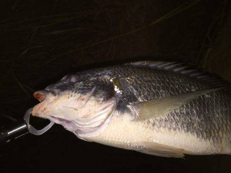 ミノーに来た！