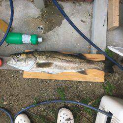 これははまる。