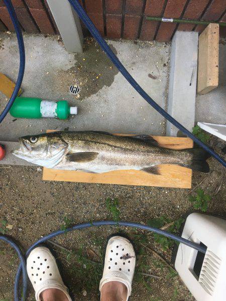 これははまる。