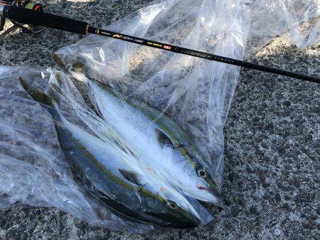 青物釣行