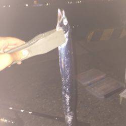 今シーズン初タチウオ