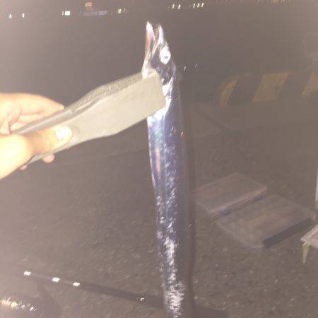 今シーズン初タチウオ