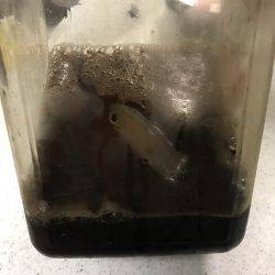 ケンサキ、青物狙い