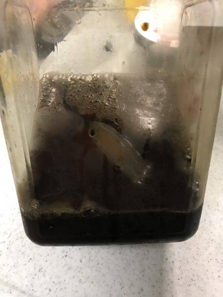 ケンサキ、青物狙い