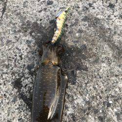 日本海の夏イカ