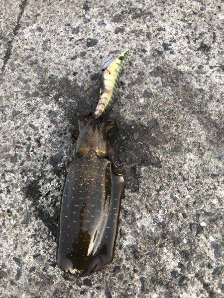 日本海の夏イカ