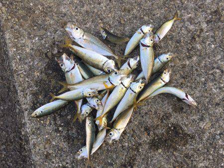 夏休み最後の釣行！