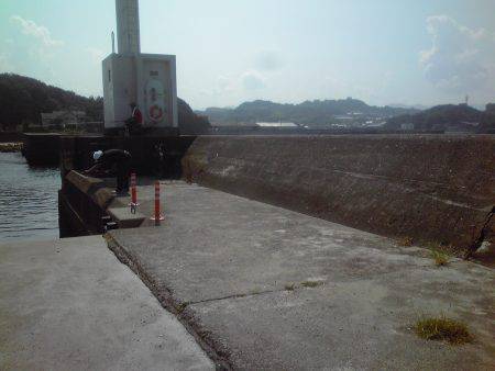 グレ、アイゴ、豆アジ他