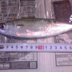 小サバ27匹、小アジ２２センチ
