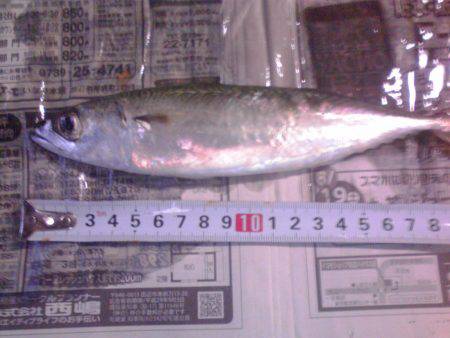 小サバ27匹、小アジ２２センチ