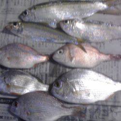 豆アジ34匹、チャリコ5匹、コノシロ2匹