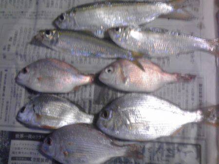豆アジ34匹、チャリコ5匹、コノシロ2匹