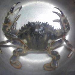 水潮で豆アジ0、ボラ２匹等