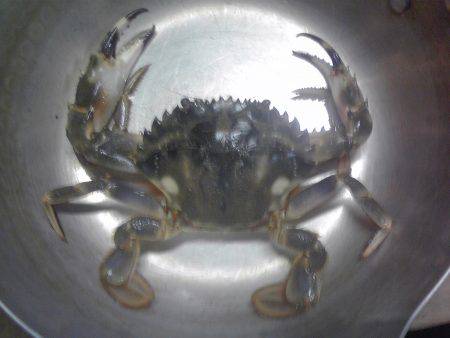 水潮で豆アジ0、ボラ２匹等