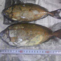 グレ3枚、アイゴ2枚、豆アジ14匹