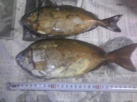 グレ3枚、アイゴ2枚、豆アジ14匹