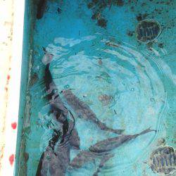 大雨で・・・大変でした