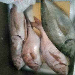 海上釣り堀レインボーでヒラマサ、カンパチ狙い