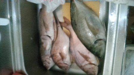 海上釣り堀レインボーでヒラマサ、カンパチ狙い