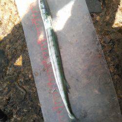 初めてのダツ科