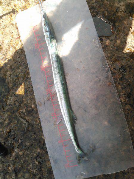 初めてのダツ科