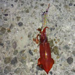 ライトエギング