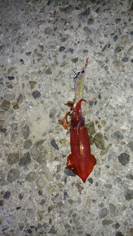 ライトエギング