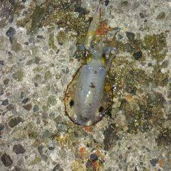 ライトエギング