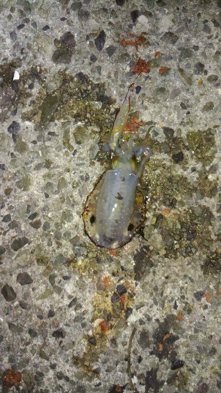 ライトエギング