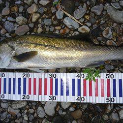 リバーシーバス