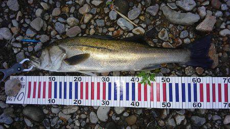 リバーシーバス