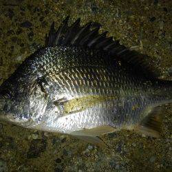 ちょいチニング！