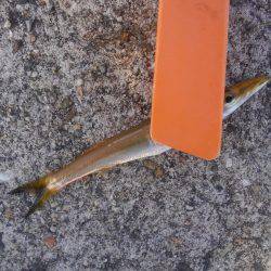 ファミリーフィッシング！