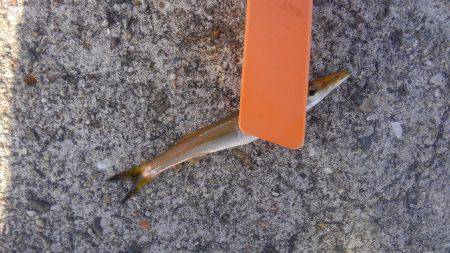 ファミリーフィッシング！