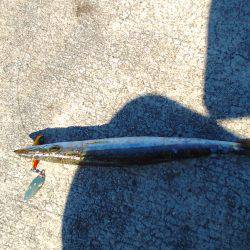 淡路島、明石方面で青物釣果が上がっていたので行って見たのですが?